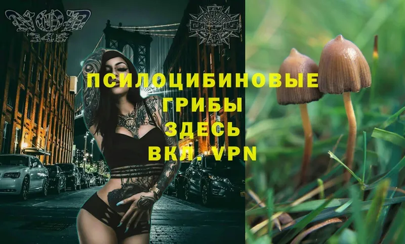 mega   Курск  Галлюциногенные грибы Psilocybe 